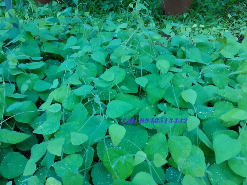 400gr LÁ SƯƠNG SÂM LÔNG KHÔ LÀM THẠCH SƯƠNG SÂM KÈM NANG MỰC