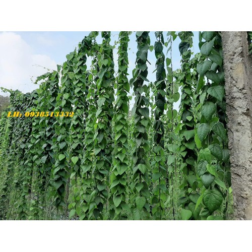 400gr LÁ SƯƠNG SÂM LÔNG KHÔ LÀM THẠCH SƯƠNG SÂM KÈM NANG MỰC