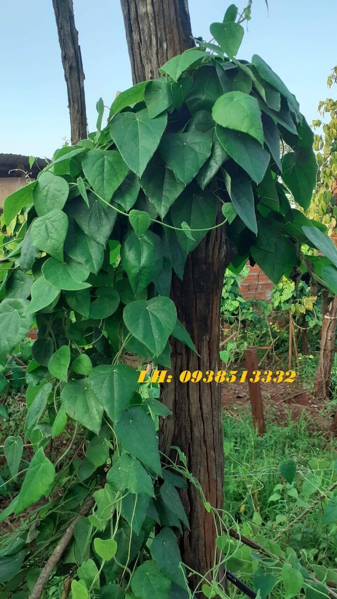 400gr LÁ SƯƠNG SÂM LÔNG KHÔ LÀM THẠCH SƯƠNG SÂM KÈM NANG MỰC