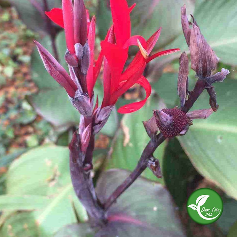 Cây dong riềng đỏ - gói 1kg - DL162