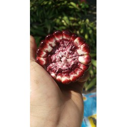 COMBO 10 TRÁI BẮP NỮ HOÀNG LOẠI 1