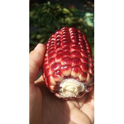 BẮP ĐỎ NỮ HOÀNG LOẠI 2