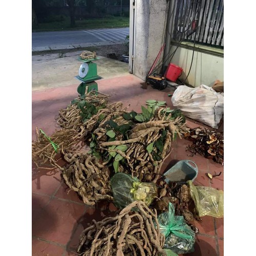 Sâm Xuyên Đá Hà Giang 1KG