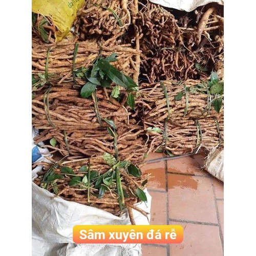 Sâm Xuyên Đá Hà Giang 1KG