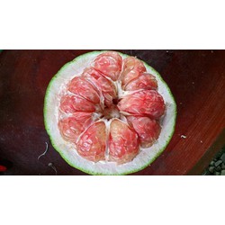 Bưởi da xanh VietGAP Bến Tre