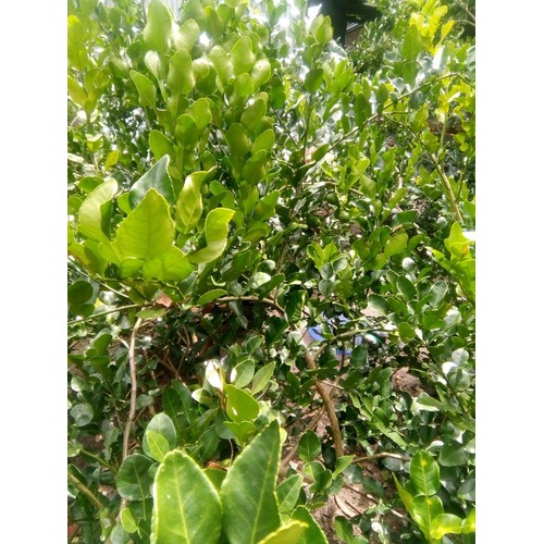 Trái Chúc An Giang