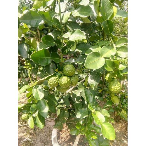 Trái Chúc An Giang