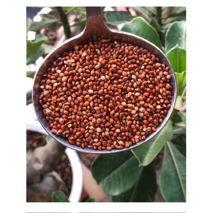 500gr HẠT KÊ BÓNG ĐỎ