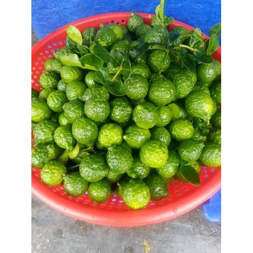 Trái Chúc An Giang