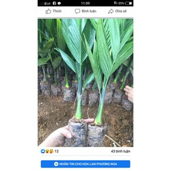 Cây câu (cao) giống xứ thanh