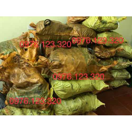 10 Bẫy Cạm Kiềng số 14cm có bàn 10 cái