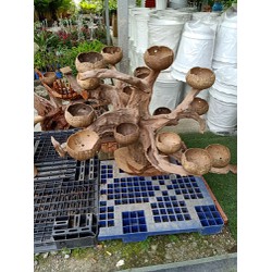 Combo 5 chậu gáo dừa hoa văn đẹp