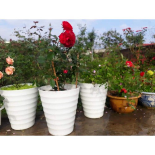 Chậu nhựa sóng tròn cao - Chậu Vòng Sóng - Chậu Vòng Tròn (3size, 3 màu Đá Đen - đỏ - trắng)