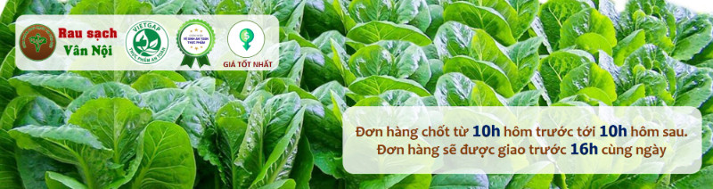 1 Kg Cải Ngồng Rau Sạch Vân Nội Chuẩn VietGAP