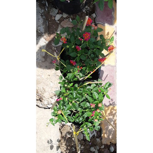 Cây trâm ổi tím rũ và các màu