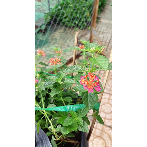 Cây trâm ổi tím rũ và các màu