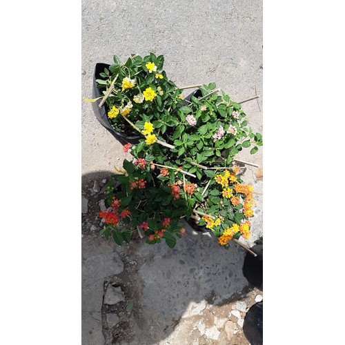 Cây trâm ổi tím rũ và các màu