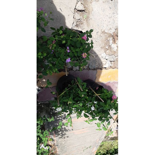 Cây trâm ổi tím rũ và các màu