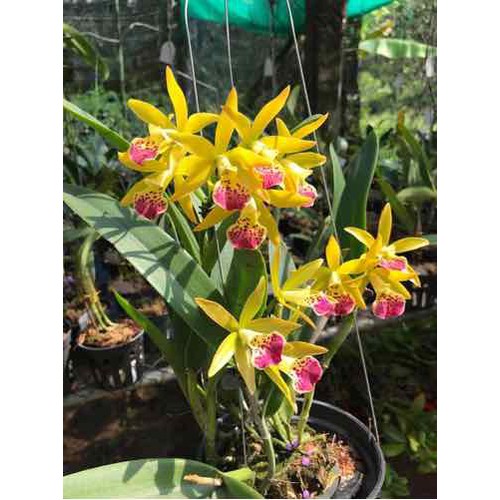 Hoa lan brass phượng hoàng lửa