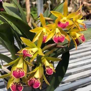 Hoa lan brass phượng hoàng lửa