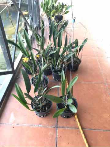 Hoa lan brass phượng hoàng lửa