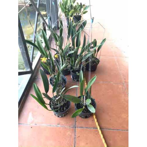 Hoa lan brass phượng hoàng lửa