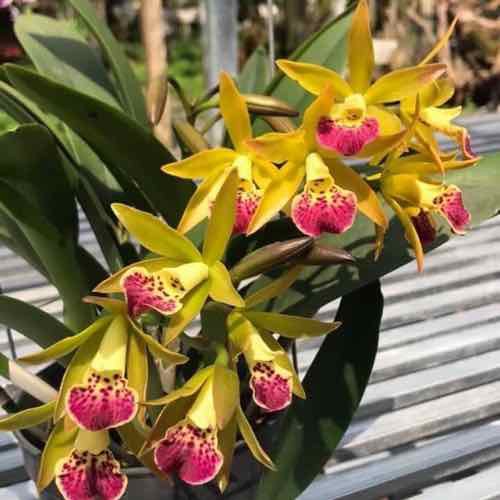 Hoa lan brass phượng hoàng lửa