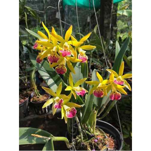 Hoa lan brass phượng hoàng lửa