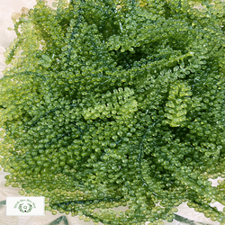 (100g) Rong nho tách nước Nha Trang + Tặng kèm gói sốt mè rang