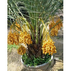Hạt giống cây chà là Israel - 1 gói 5 hạt ( nảy mầm tốt )