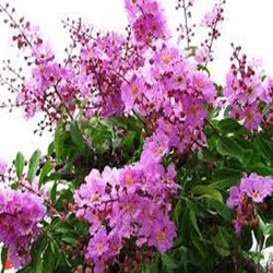 CÂY GIỐNG BẰNG LĂNG TÍM, CÂY GỬI ĐI GUYÊN BẦU, CAM KẾT CHẤT LƯỢNG VÀ TỈ LỆ SỐNG 100% CÂY GIỐNG BẰNG LĂNG TÍM, CÂY GỬI ĐI GUYÊN BẦU, CAM KẾT CHẤT LƯỢNG VÀ TỈ LỆ SỐNG 100%