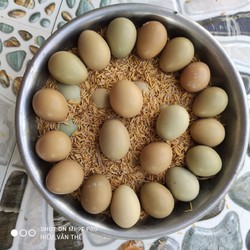 combo 10 trứng chim trĩ ấp nở con