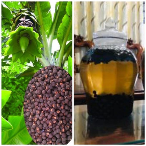 1kg Hạt chuối Cô Đơn rừng Ninh thuận