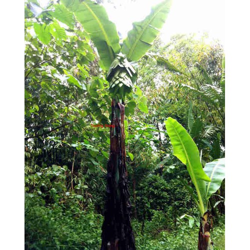 1kg Hạt chuối Cô Đơn rừng Ninh thuận