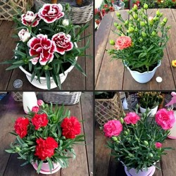 100 hạt giống cẩm chướng chùm
