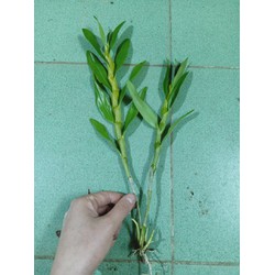 Mỹ nhân ngũ sắc và hồng thân gỗ đủ mầu giá rẻ...