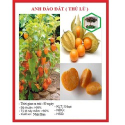Hạt Giống Cây Thù Lù Nam Mỹ( Cây anh đào đất )- 50 hạt