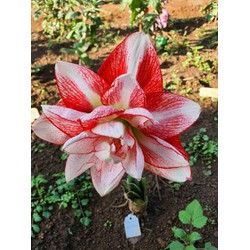 cây hoa dâm bụt singabo