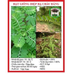 Hạt Giống Diệp Hạ Châu Đắng - Cây Dược Liệu - 50 hạt