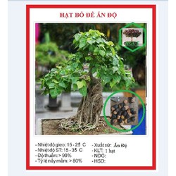 Hạt giống cây bồ đề ấn độ ( 1 hạt + tặng kèm viên nén ươm hạt )