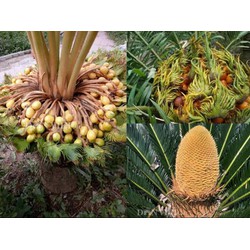Hạt Giống Cây Vạn Tuế ( 1 hạt )
