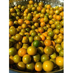 tắc xí muội nhà làm