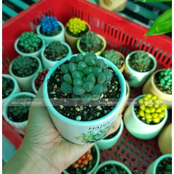 Sen đá kim cương đủ màu chậu gốm sứ