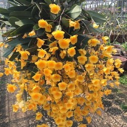 Hoa lan Vảy rồng