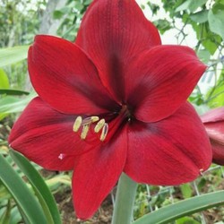 3 củ lan huệ 100k