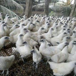 gà ác đẻ, size lớn từ 1,0-1,3kg