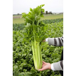 Hạt Giống Cần Tây Mỹ Bẹ To - 1 gói 1gram