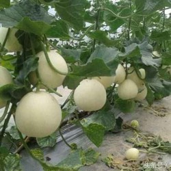 Hạt giống Dưa Lê Bạch Tuyết - 20 Hạt