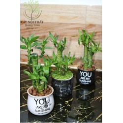 Cây Phát Tài Mini Khúc Để Bàn Cây Nội Thất Hoàng Trâm