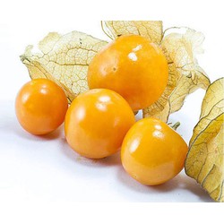 TẦM BÓP(LÙ LÙ) THIÊN NHIÊN
